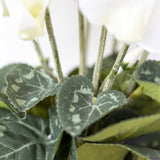 White Cyclamen In Pot