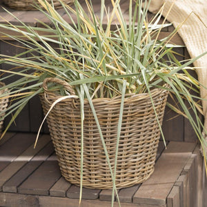 Large Rattan Planter With Handles