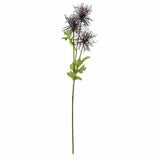 Purple Echinops Stem