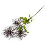 Purple Echinops Stem