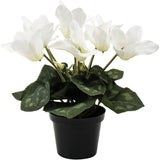 White Cyclamen In Pot