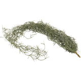 Trailing Faux Tillandsia
