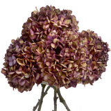 Plum Hydrangea