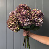 Plum Hydrangea