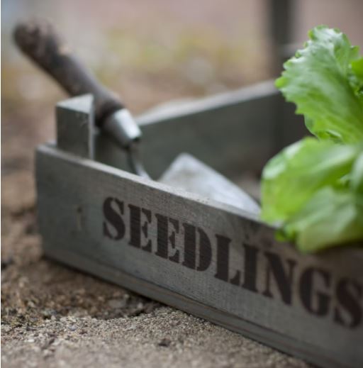 Seedlings Tray
