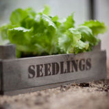 Seedlings Tray