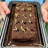 The Bouquet Growbar
