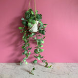 Faux Plant, Faux Plants, Artificial Plants, Realistic Artificial Plants, Artificial Plants Indoor, Hanging Artificial Plants, Indoor Plants, Faux Plants UK, Artificial Plants in Pots, Artificial Plant Hanging